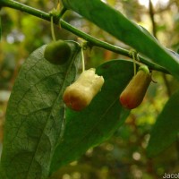 <i>Phyllanthus retroversus</i> (Wight) Chakrab. & N.P.Balakr.